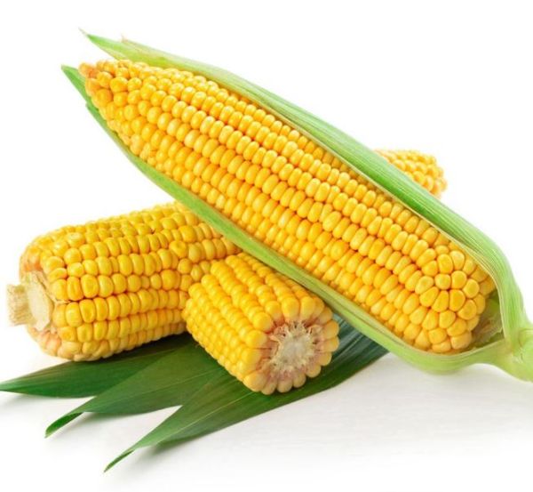 Sweet Corn Local