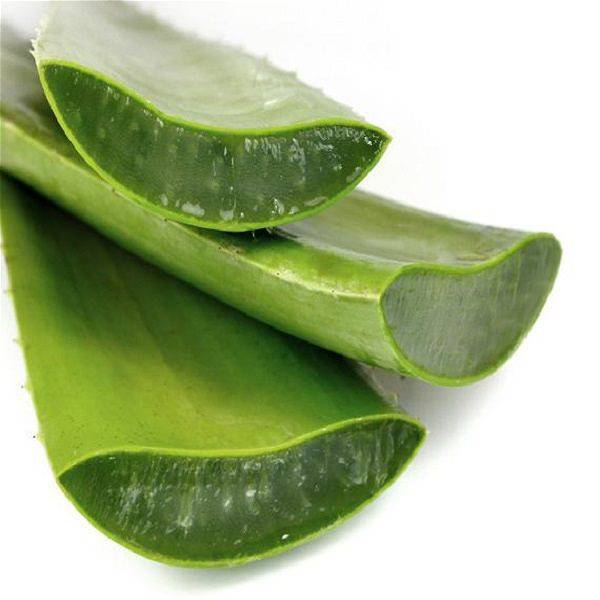 Aloe Vera (Fresh) Per Lb