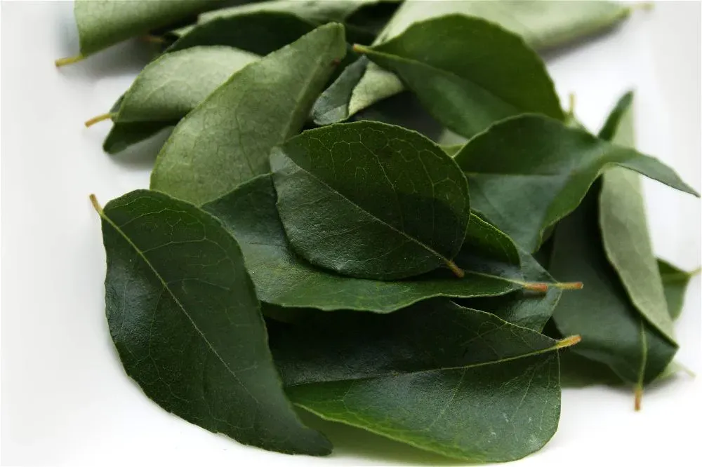 INDIAN CURRY LEAVES