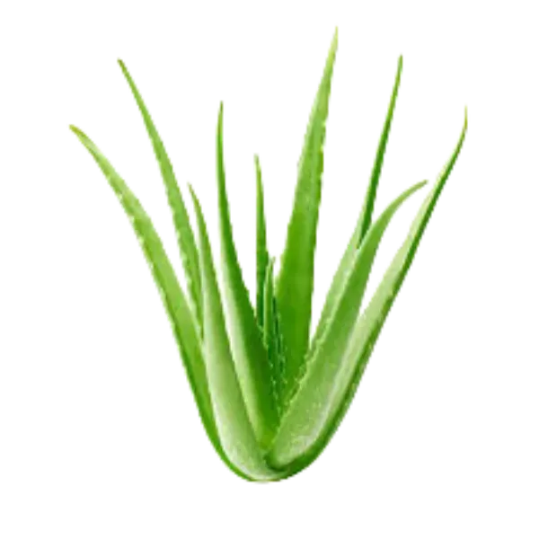 ALOE VERA (PER LB)