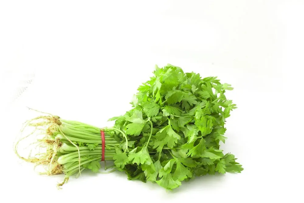 CORIANDER BUNCH