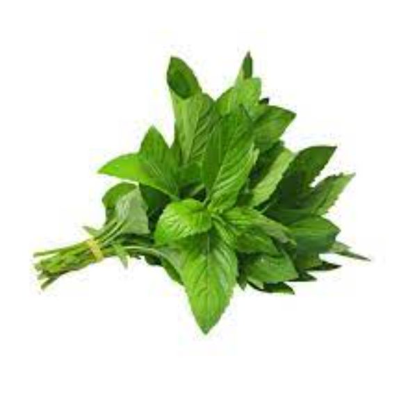 Fresh Mint Podina