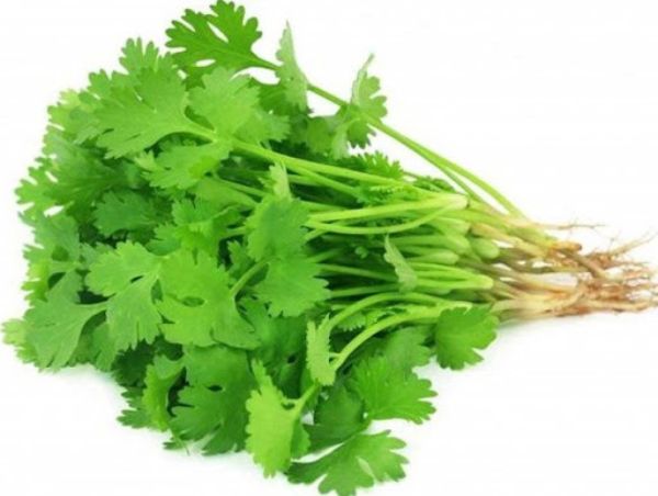 Coriander Sabaz Dhania