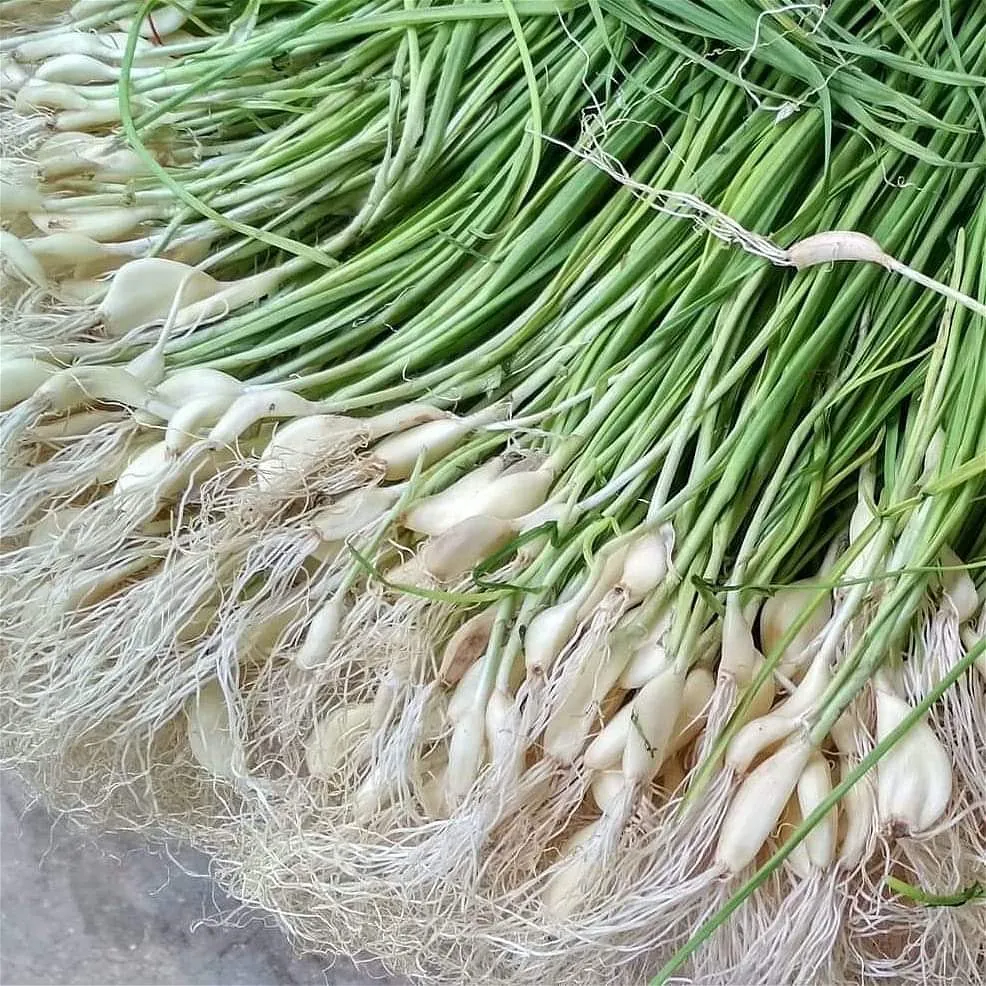 INDIAN GREEN GARLIC (PER LB)