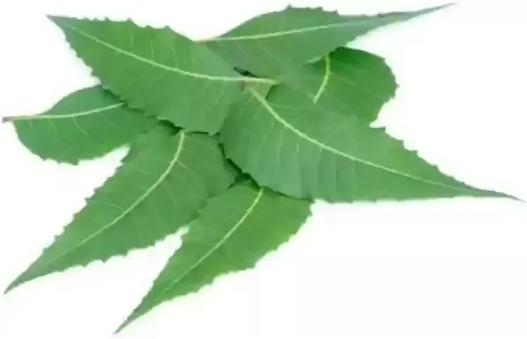 NEEM LEAVES (PER PK)