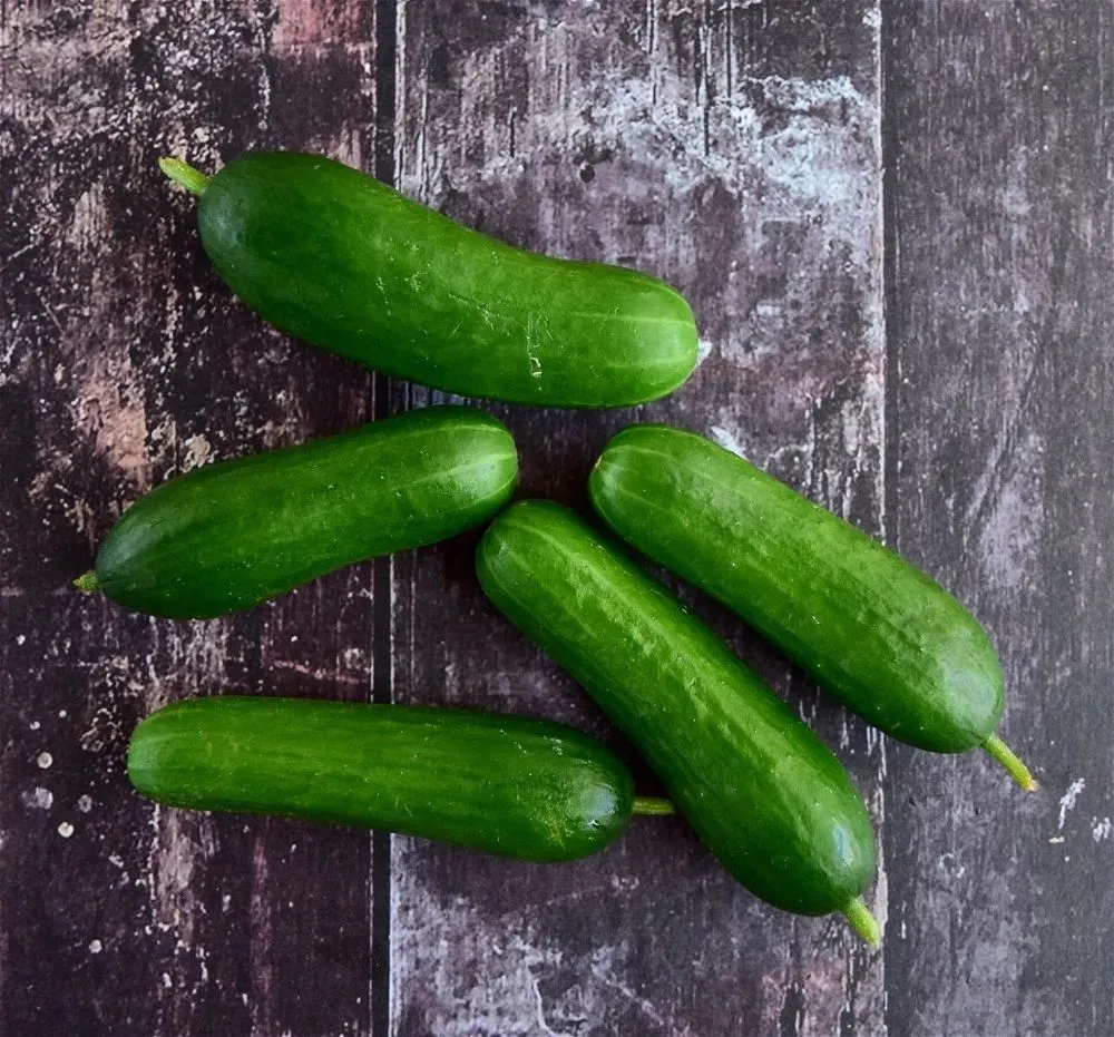 Cucumber Mini 6Pk