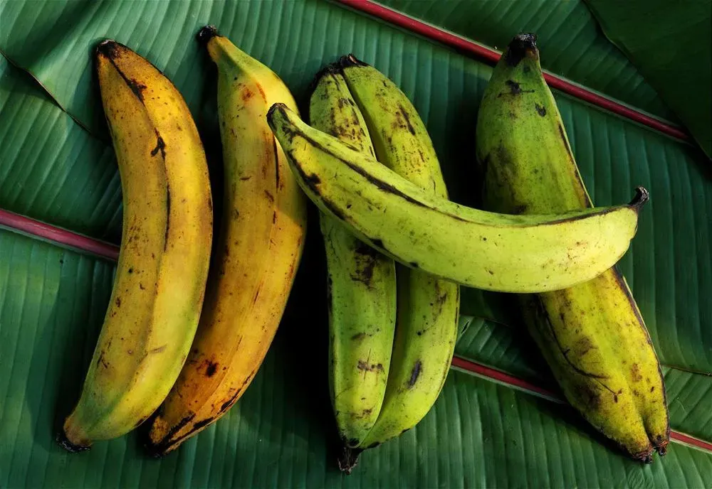 PLANTAIN BANANA (PER LB)