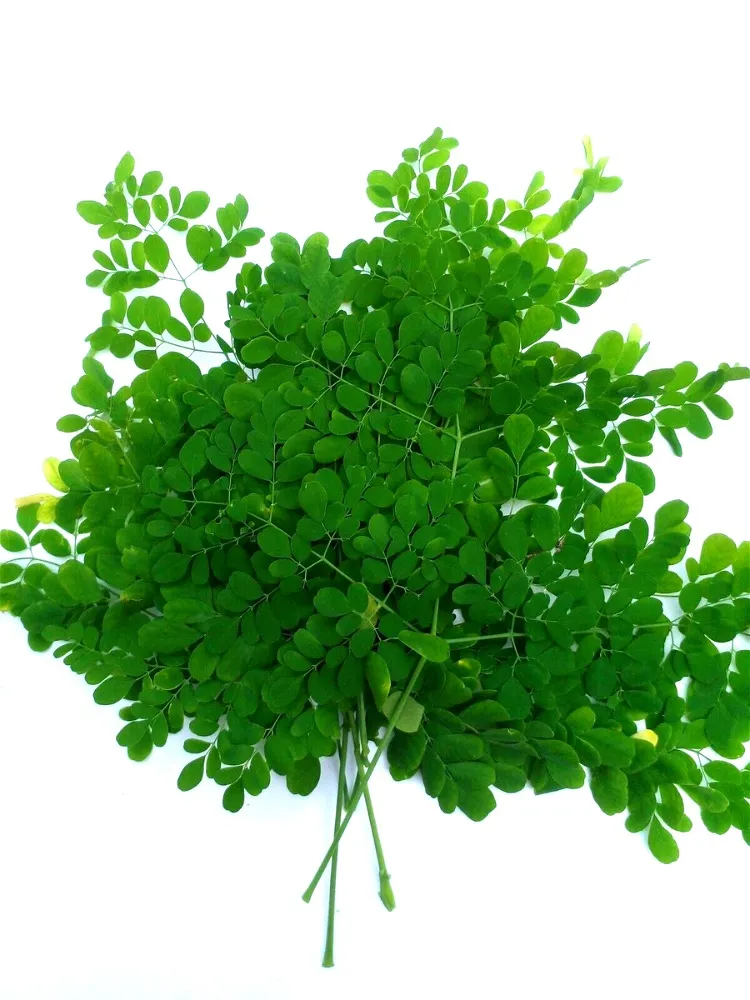 MORINGA LEAVES (PER LB)